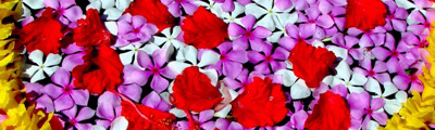 blumen im wasser